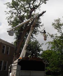 Crane tree removal — lifting a cut piece